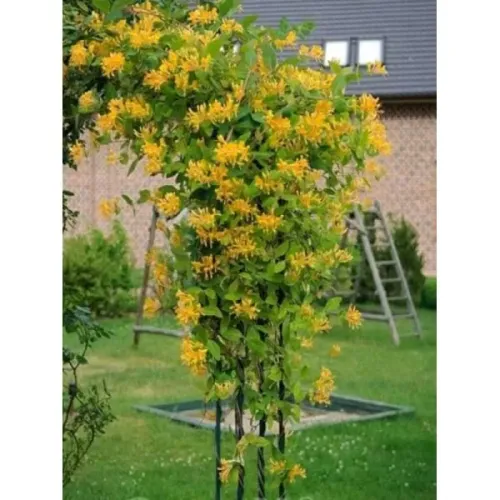 Iedera-Lonicera Tellmanniana 100-120 cm