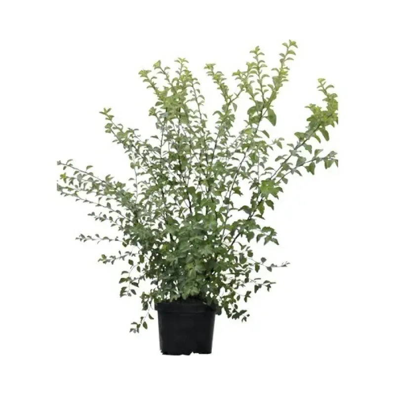 Spiraea Vanhouttei 40-60cm Spiraea Vanhouttei 40-60cm