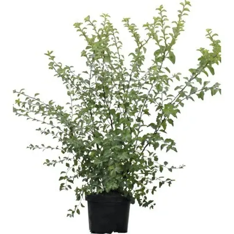 Spiraea Vanhouttei Spiraea Vanhouttei