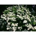 Spiraea Vanhouttei Spiraea Vanhouttei