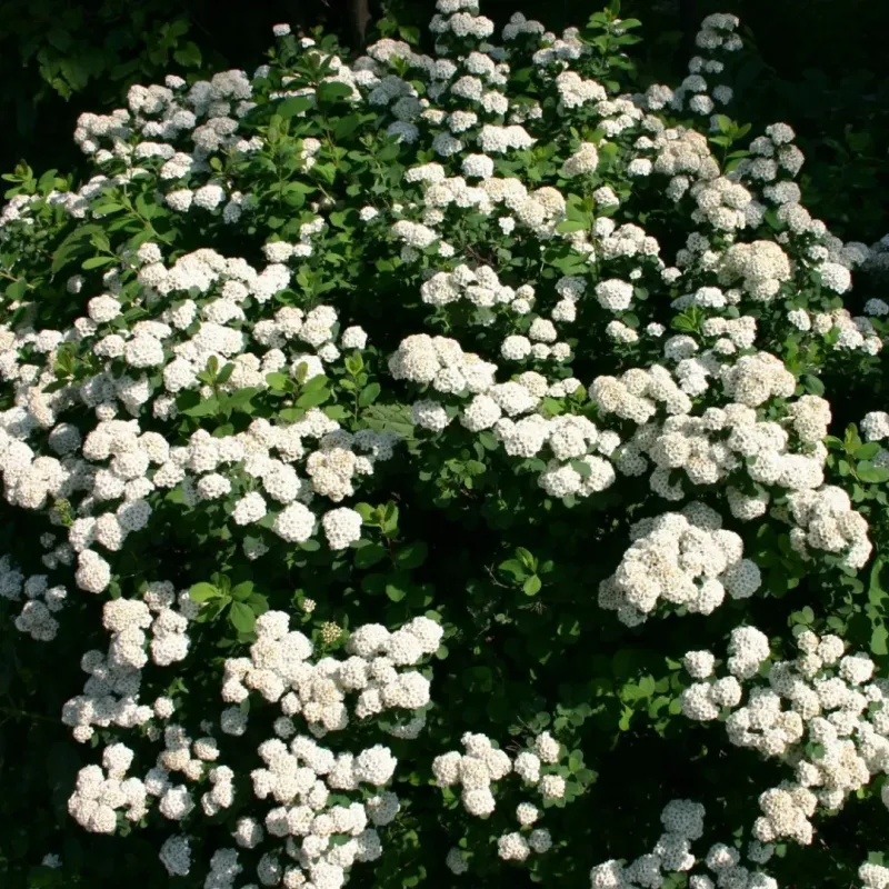 Spiraea Vanhouttei Spiraea Vanhouttei