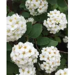 Spiraea Vanhouttei Spiraea Vanhouttei