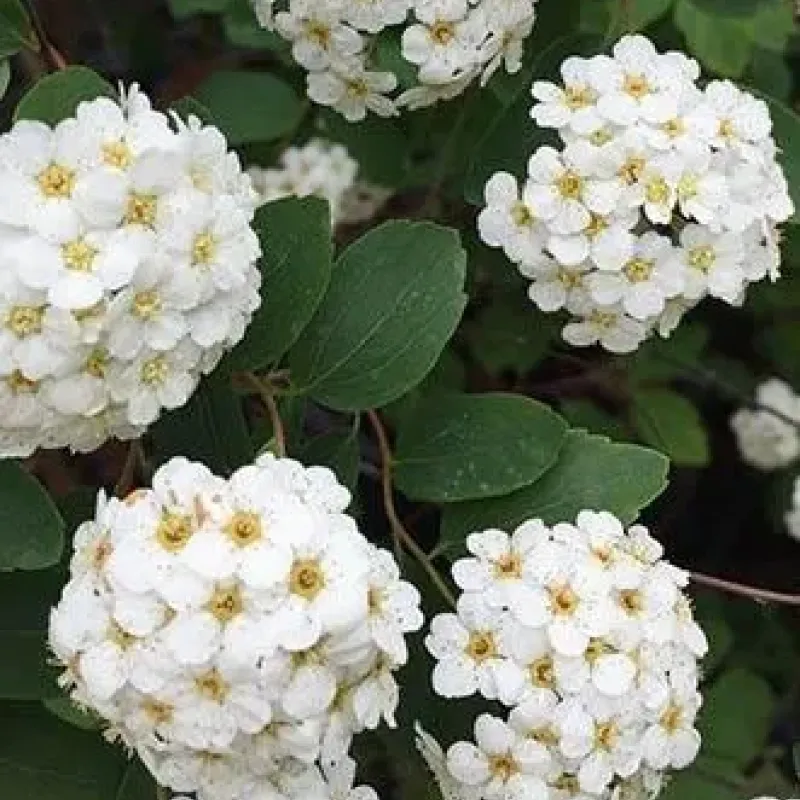 Spiraea Vanhouttei Spiraea Vanhouttei