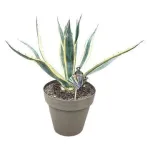 Agave Americana Variegata 40/60 Agave Americana Variegata 40/60