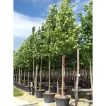 Platan londonez , Platanus × acerifolia , diametru tulpina 12/14cm , ghiveci 25lt Platan londonez , Platanus × acerifolia , diametru tulpina 12/14cm , ghiveci 25lt