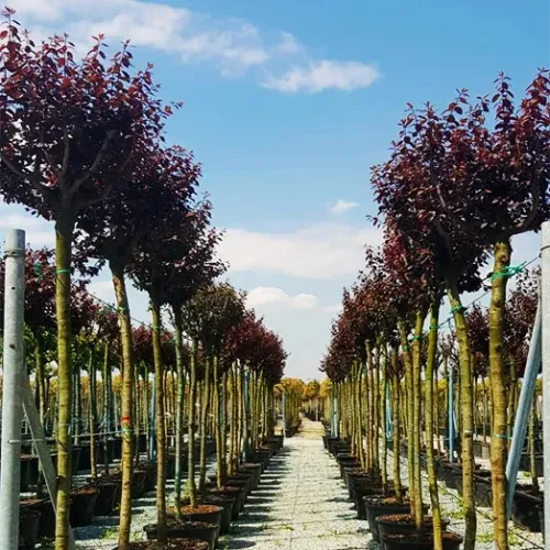 Corcoduș roșu , Prunus cerasifera 'Pissardii Nigra' , diametru tulpina 12/14 cm , ghiveci 25lt Corcoduș roșu , Prunus cerasifera 'Pissardii Nigra' , diametru tulpina 12/14 cm , ghiveci 25lt