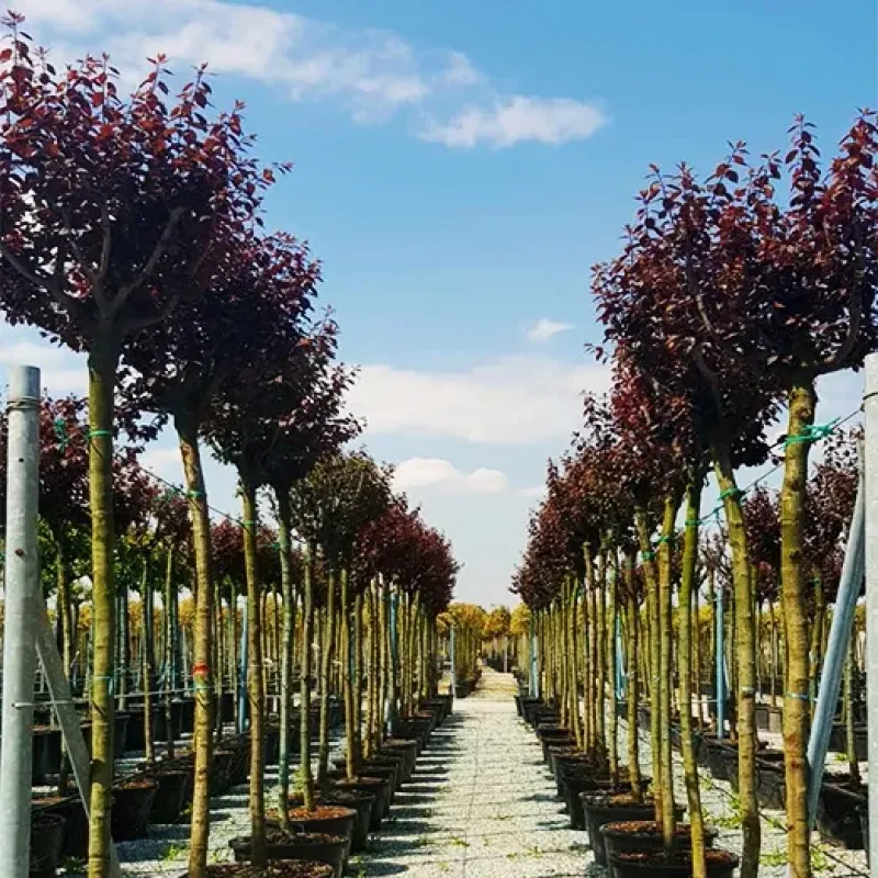 Corcoduș roșu , Prunus cerasifera 'Pissardii Nigra' , diametru tulpina 12/14 cm , ghiveci 25lt Corcoduș roșu , Prunus cerasifera 'Pissardii Nigra' , diametru tulpina 12/14 cm , ghiveci 25lt