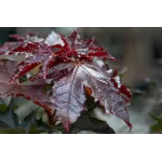 Acer platanoides Royal Red , 240-260 cm , clt 25 Acer platanoides Royal Red , 240-260 cm , clt 25