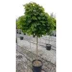 Arțar norvegian globular , Acer platanoides 'Globosum' , diametru tulpina 10/12 cm , ghiveci 25lt Arțar norvegian globular , Acer platanoides 'Globosum' , diametru tulpina 10/12 cm , ghiveci 25lt