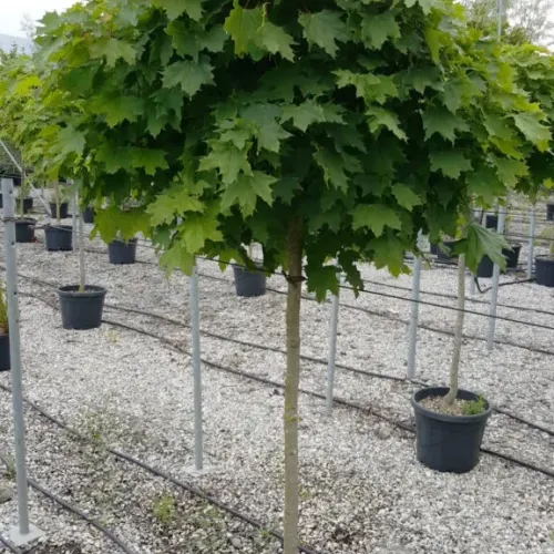 Arțar norvegian globular , Acer platanoides 'Globosum' , diametru tulpina 10/12 cm , ghiveci 25lt Arțar norvegian globular , Acer platanoides 'Globosum' , diametru tulpina 10/12 cm , ghiveci 25lt