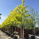 Gleditsia triacanthos Sunburst , 240-260 cm , clt 18 Gleditsia triacanthos Sunburst , 240-260 cm , clt 18