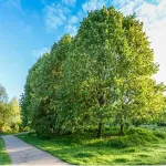 Tei argintiu , tilia tomentosa , diametru tulpina 12/14 cm , ghiveci 25lt