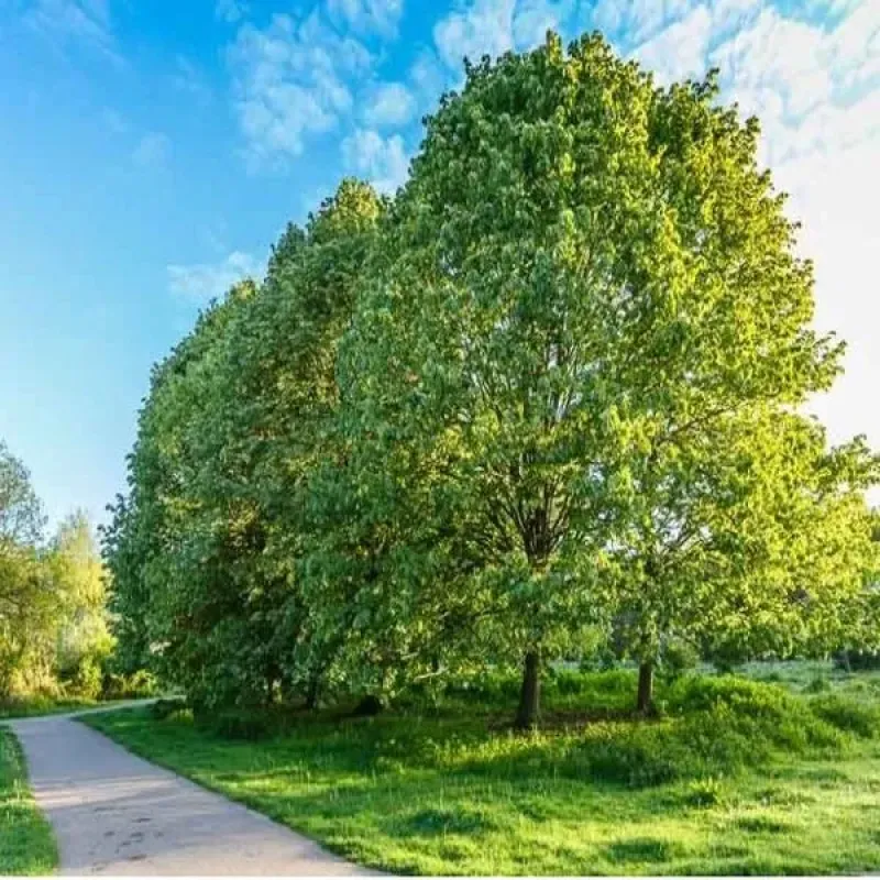 Tei argintiu , tilia tomentosa , diametru tulpina 12/14 cm , ghiveci 25lt