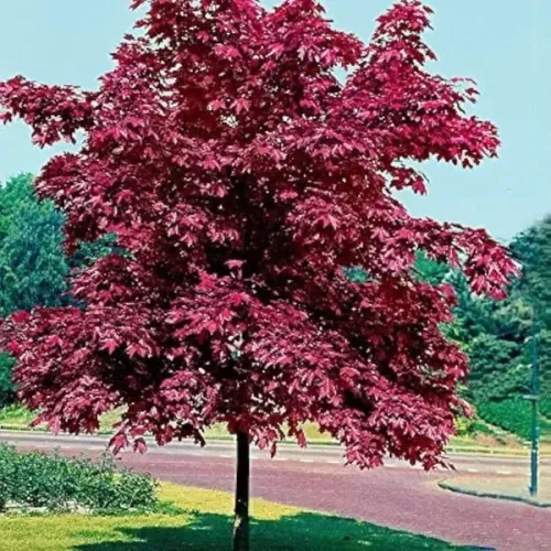 Artar Crimson King , Acer platanoides 'Crimson King' , diametru tulpina 16/18 cm , ghiveci 55lt