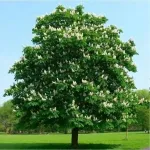 Castan sălbatic , Aesculus hippocastanum , diametru tulpina 12/14 cm , ghiveci 25lt