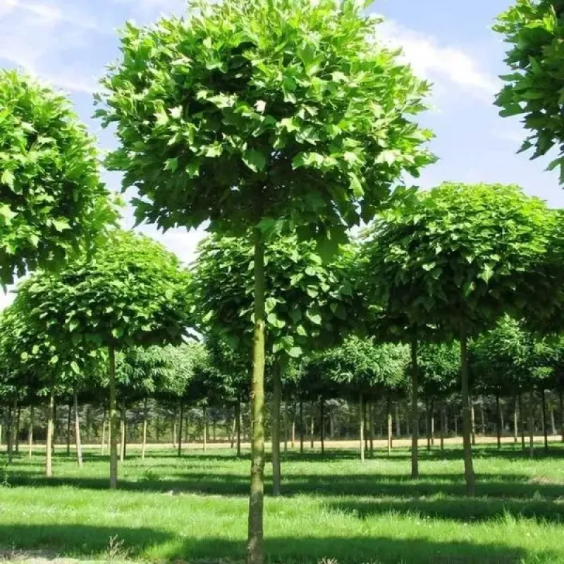 Platan londonez , Platanus × acerifolia , diametru tulpina 12/14cm , ghiveci 25lt