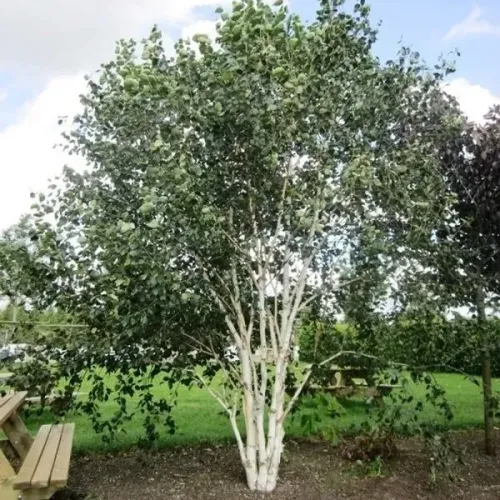 Mesteacan cu multiple tulpini , Betula multi-stem , ghiveci 55lt