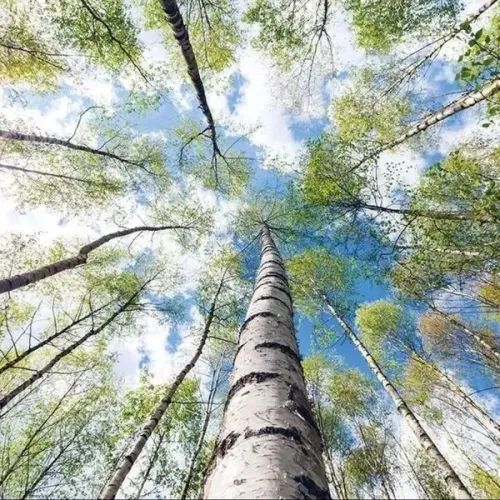 Mesteacăn alb - Betula alba , diametru tulpina 16/18 , ghiveci 55lt