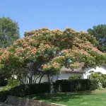 Arborele de mătase , Albizia julibrissin , diametru tulpina 10/12 , ghiveci 25lt