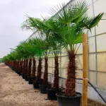 Chamaerops excelsa , Palmier , diametru tulpina 65 cm , inaltime tulpina 180 cm , inaltime totala 280 +cm Chamaerops excelsa , Palmier , diametru tulpina 65 cm , inaltime tulpina 180 cm , inaltime totala 280 +cm