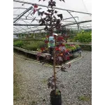 Acer platanoides 'Crimson King' , ø16/18 cm , ghiveci 55lt Acer platanoides 'Crimson King' , ø16/18 cm , ghiveci 55lt