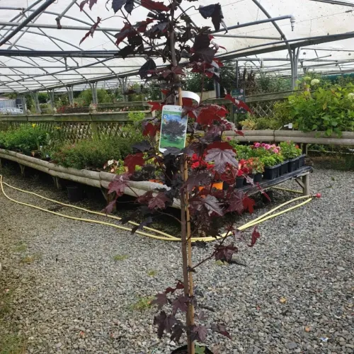 Artar Crimson King , Acer platanoides 'Crimson King' , diametru tulpina 16/18 cm , ghiveci 55lt Artar Crimson King , Acer platanoides 'Crimson King' , diametru tulpina 16/18 cm , ghiveci 55lt