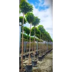 Catalpa nana ,ghiveci 25L , 190/210 cm Catalpa nana ,ghiveci 25L , 190/210 cm