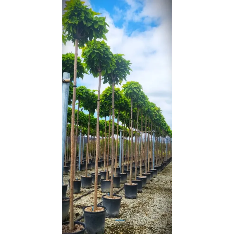 Catalpa , Catalpa nana , H190/210 cm , ghiveci 25lt Catalpa , Catalpa nana , H190/210 cm , ghiveci 25lt