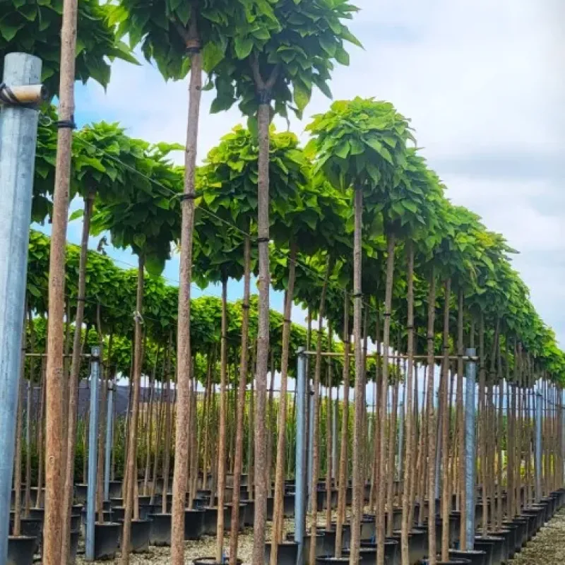 Catalpa nana ,ghiveci 25L , 190/210 cm Catalpa nana ,ghiveci 25L , 190/210 cm