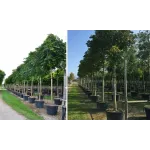 Castan sălbatic , Aesculus hippocastanum , diametru tulpina 12/14 cm , ghiveci 25lt Castan sălbatic , Aesculus hippocastanum , diametru tulpina 12/14 cm , ghiveci 25lt