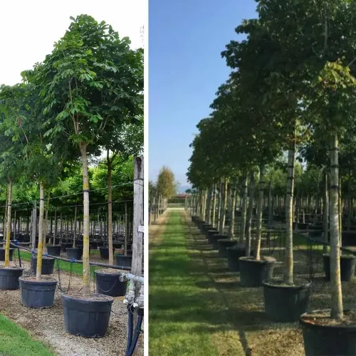 Castan sălbatic , Aesculus hippocastanum , diametru tulpina 12/14 cm , ghiveci 25lt