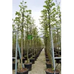 Tei argintiu , tilia tomentosa , diametru tulpina 12/14 cm , ghiveci 25lt Tei argintiu , tilia tomentosa , diametru tulpina 12/14 cm , ghiveci 25lt