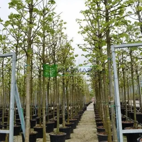 Tei argintiu , tilia tomentosa , diametru tulpina 12/14 cm , ghiveci 25lt