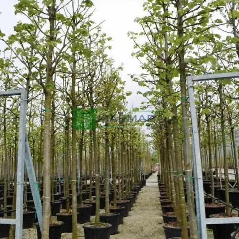 Tei argintiu , tilia tomentosa , diametru tulpina 12/14 cm , ghiveci 25lt Tei argintiu , tilia tomentosa , diametru tulpina 12/14 cm , ghiveci 25lt