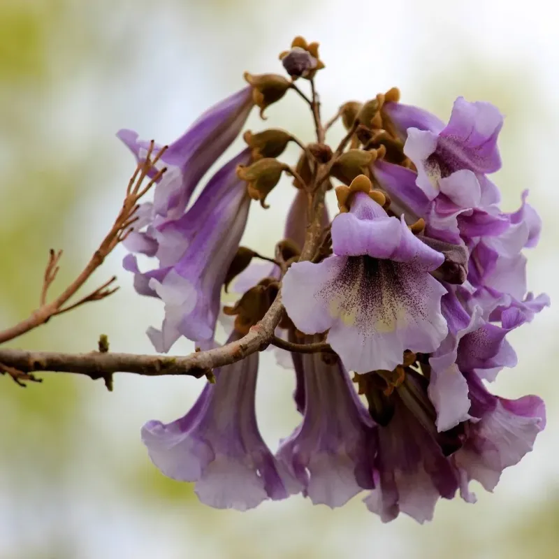 Arborele prințesei , Paulownia , diametru tulpina 12/14cm , ghiveci 25lt Arborele prințesei , Paulownia , diametru tulpina 12/14cm , ghiveci 25lt