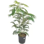 Arborele de mătase , Albizia julibrissin , diametru tulpina 10/12 , ghiveci 25lt Arborele de mătase , Albizia julibrissin , diametru tulpina 10/12 , ghiveci 25lt