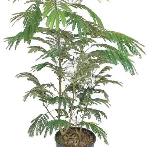 Arborele de mătase , Albizia julibrissin , diametru tulpina 10/12 , ghiveci 25lt