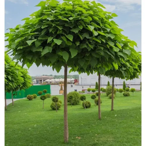 Catalpa , Catalpa Nana , diametru tulpina 20/25 cm , ghiveci 90lt