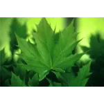 Arțar norvegian globular , Acer platanoides 'Globosum' , diametru tulpina 10/12 cm , ghiveci 25lt Arțar norvegian globular , Acer platanoides 'Globosum' , diametru tulpina 10/12 cm , ghiveci 25lt