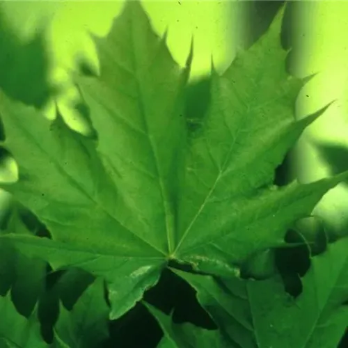 Arțar norvegian globular , Acer platanoides 'Globosum' , diametru tulpina 10/12 cm , ghiveci 25lt