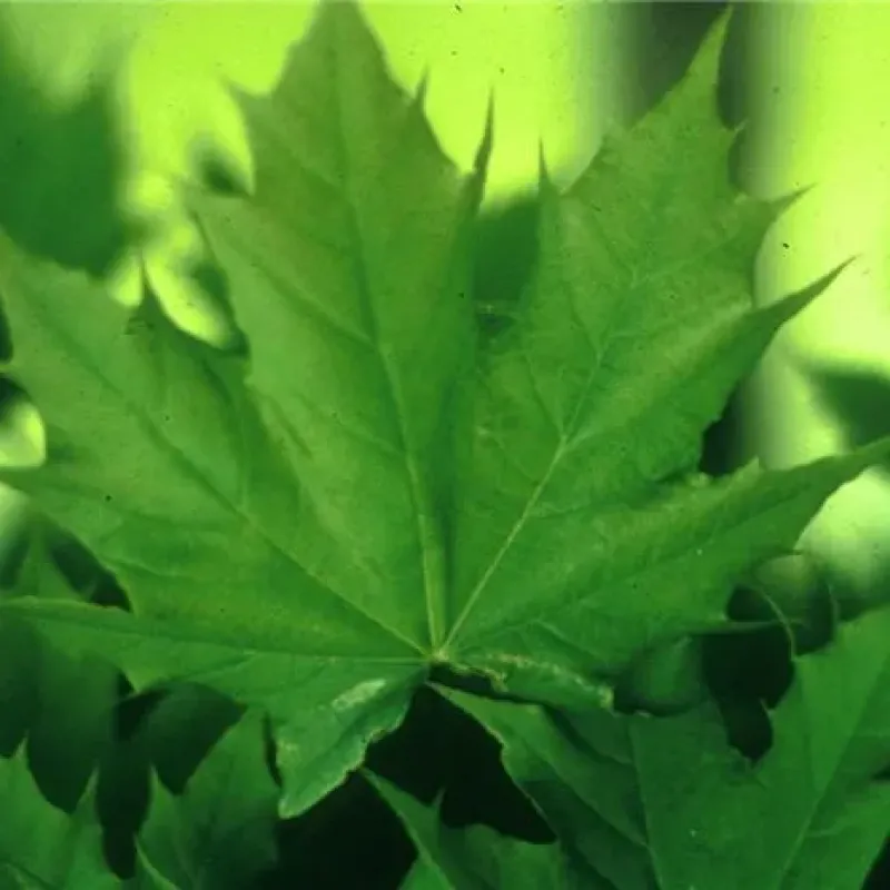 Arțar norvegian globular , Acer platanoides 'Globosum' , diametru tulpina 10/12 cm , ghiveci 25lt Arțar norvegian globular , Acer platanoides 'Globosum' , diametru tulpina 10/12 cm , ghiveci 25lt