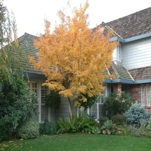 Arțar japonez , Acer palmatum katsura , H30-40 cm , ghiveci 3lt