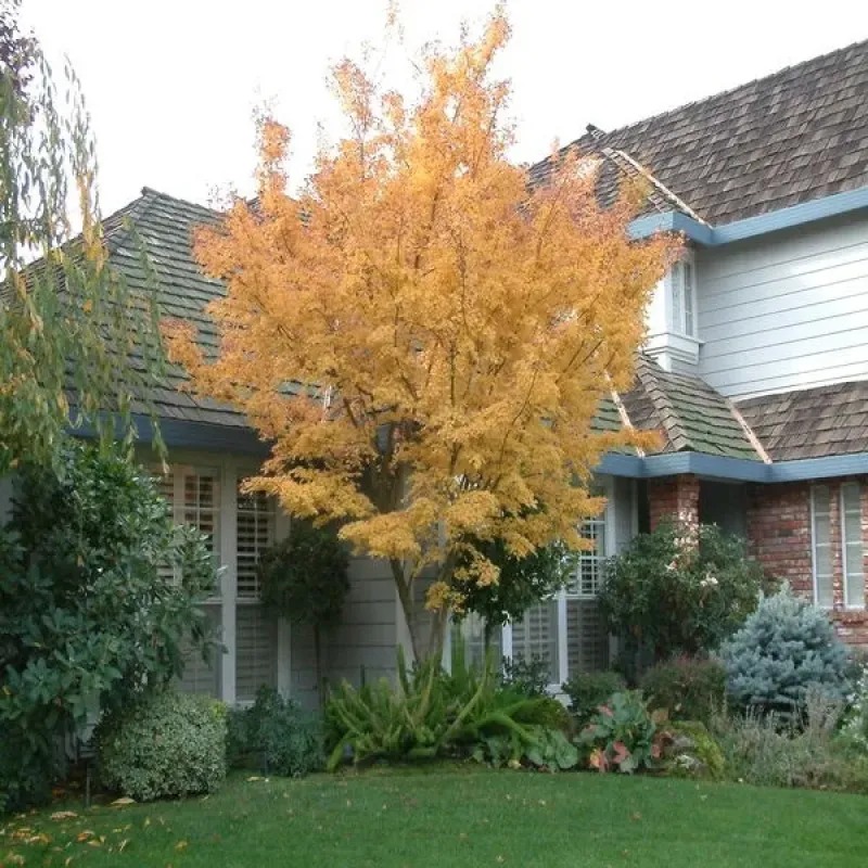Acer palmatum katsura 30-40 cm Acer palmatum katsura 30-40 cm
