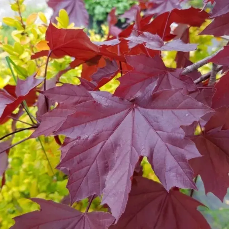 Acer platanoides 'Crimson King' , ø16/18 cm , ghiveci 55lt Acer platanoides 'Crimson King' , ø16/18 cm , ghiveci 55lt