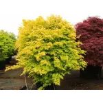 Acer palmatum orange dream 30-40 cm Acer palmatum orange dream 30-40 cm