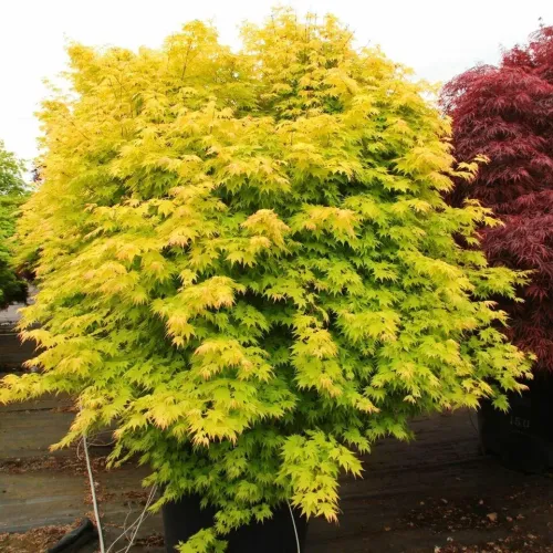 Arțar japonez , Acer palmatum orange dream , H30-40 cm , ghiveci 3lt