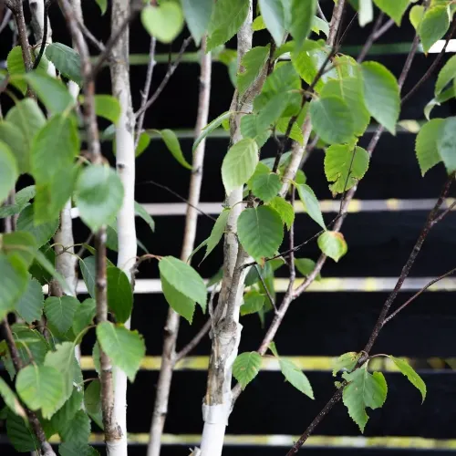 Mesteacan cu multiple tulpini , Betula multi-stem , ghiveci 55lt