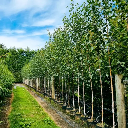 Mesteacăn himalayan , Betula utilis 'Doorenbos' , H190-210 cm , ghiveci 18lt