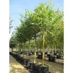 Arborele lui Iuda , Cercis siliquastrum, diametru tulpina 10/12 , ghiveci 25lt Arborele lui Iuda , Cercis siliquastrum, diametru tulpina 10/12 , ghiveci 25lt