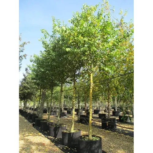 Arborele lui Iuda , Cercis siliquastrum, diametru tulpina 10/12 , ghiveci 25lt